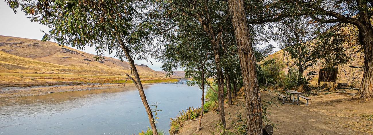 A shaded riverside campsite with several tall trees beside a calm, wide river. A picnic table and an information board stand near the water, with dry hills rising across the canyon.