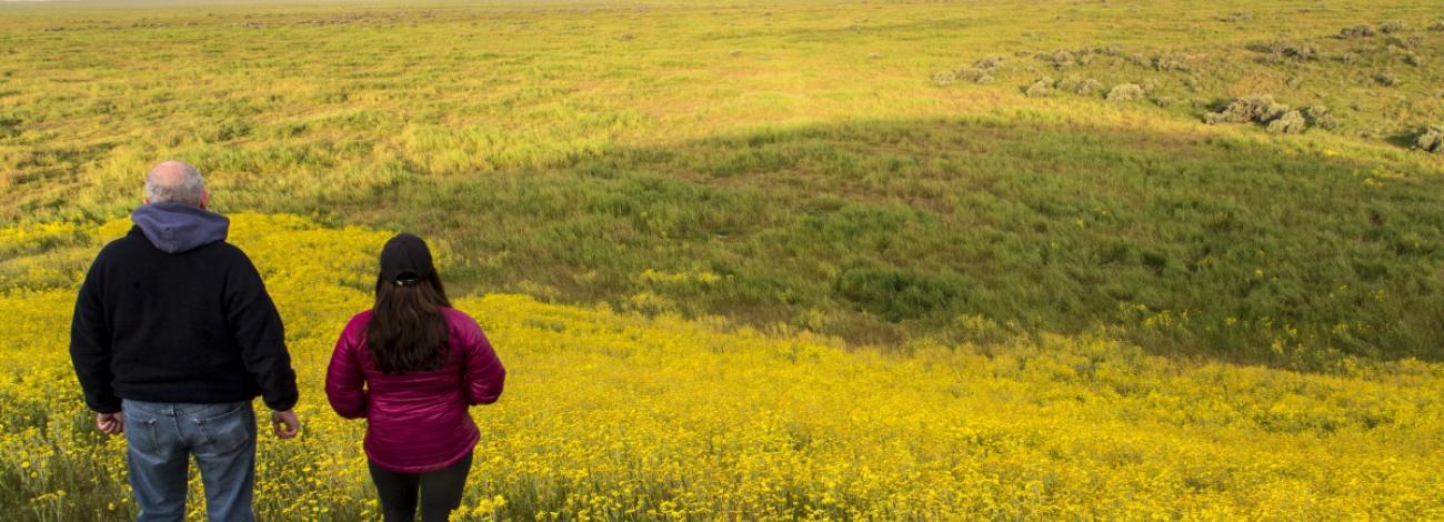 Two people stand with their backs to the camera, looking out over a vast field of yellow wildflowers and green grassland. One wears a dark jacket and jeans, the other a magenta jacket.