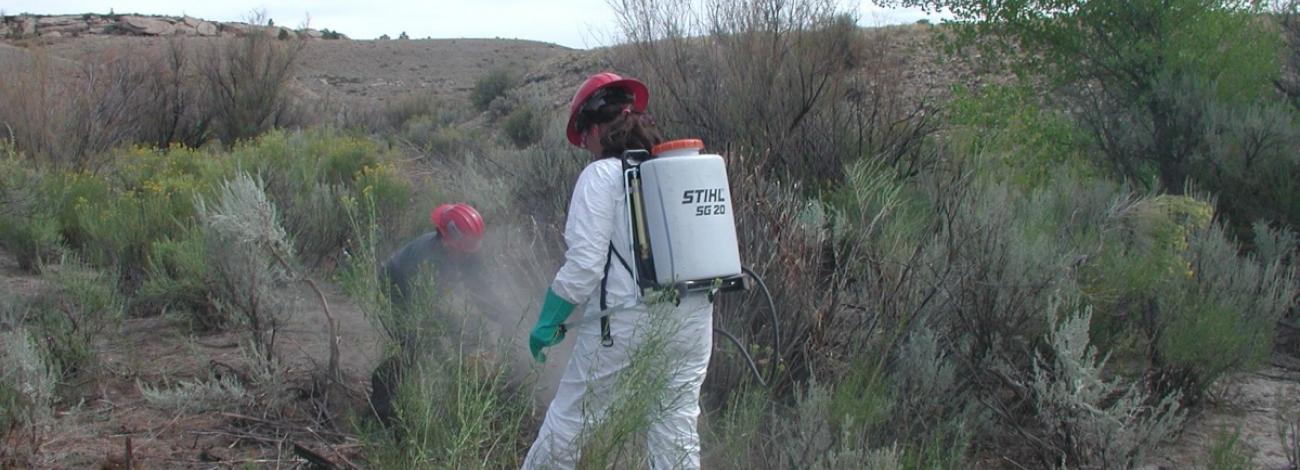 Two workers in protective clothing and red hard hats apply treatment to vegetation in a sagebrush landscape. The worker in the foreground wears a white protective suit, green gloves, and a backpack sprayer labeled "STIHL SG 20." The arid terrain is covered with shrubs and grasses, with low hills in the background.