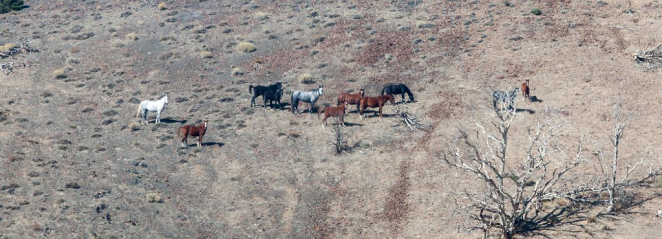 A small band of wild horses grazes and stands scattered across a dry, open hillside dotted with low shrubs and patches of bare soil, with a few weathered tree snags in the foreground.