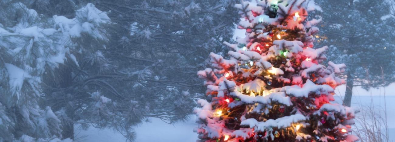 Christmas tree outdoors covered in snow and Christmas lights amongst undecorated trees..