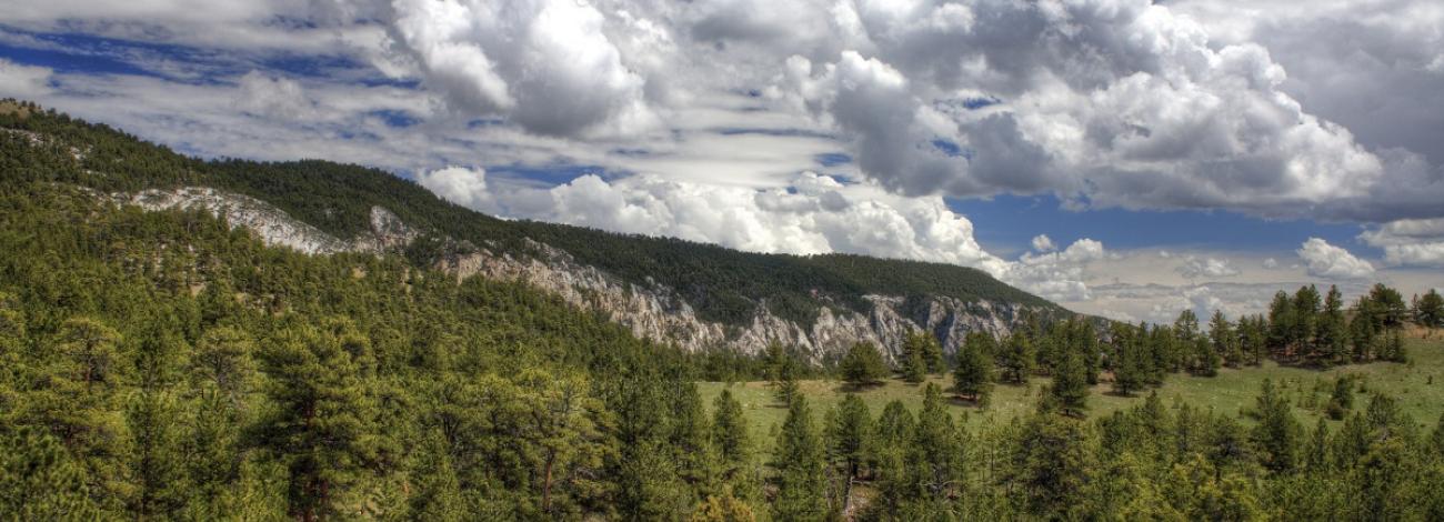 Lush green forest stretching across rolling hills under a vibrant blue sky filled with large, fluffy white clouds.