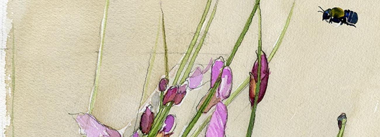 Watercolor painting of Packard's milkvetch with bee hovering nearby