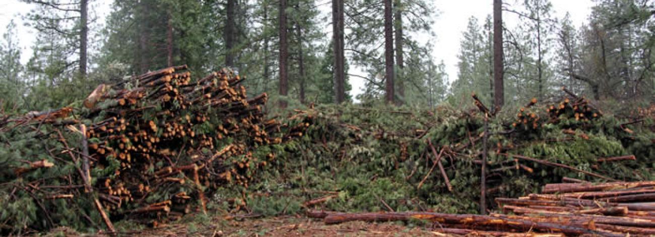 A large pile of freshly cut tree limbs and logs is stacked along the edge of a forest clearing, with tall pine trees standing in the background under an overcast sky.