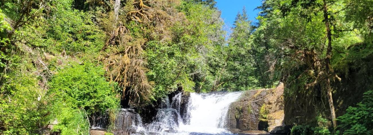 View of Alsea Falls looking head on. The falls are central with water running over rocks of varying sizes. The scene is surrounded by green trees and shrubs and a bright blue sky. 