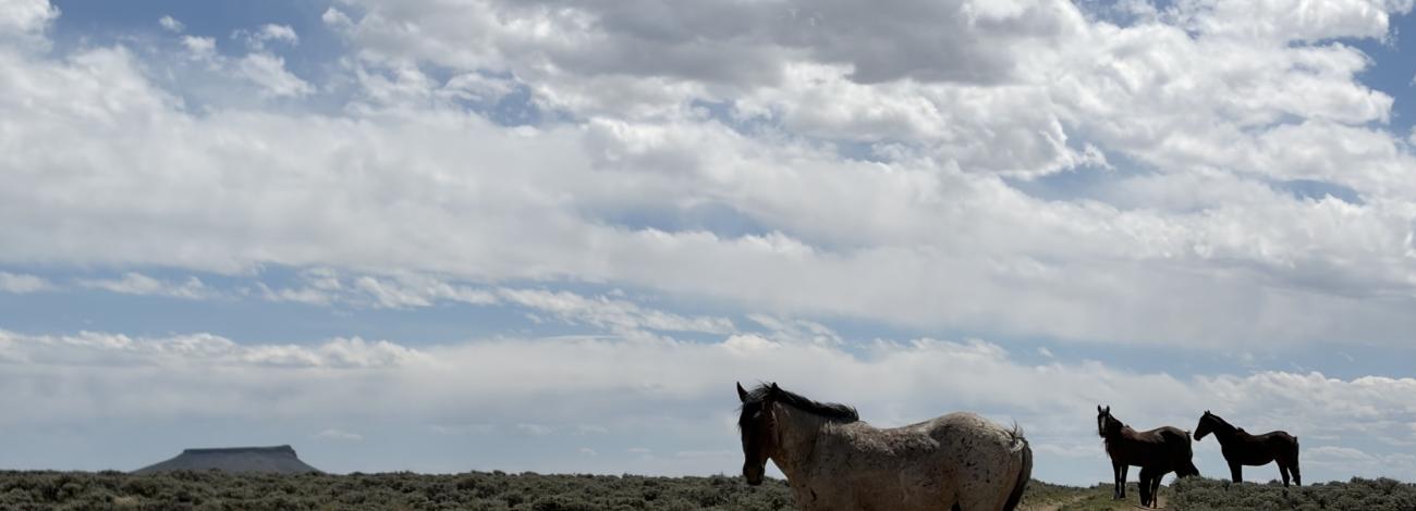 Wild horses with Pilot Butte in the background