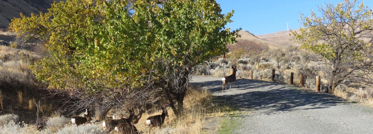 Wildlife at Spring Recreation Site