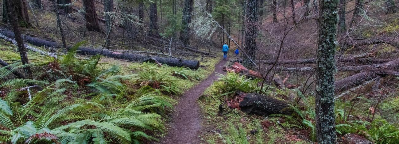 Enchanted Forest & Felton Memorial Trails