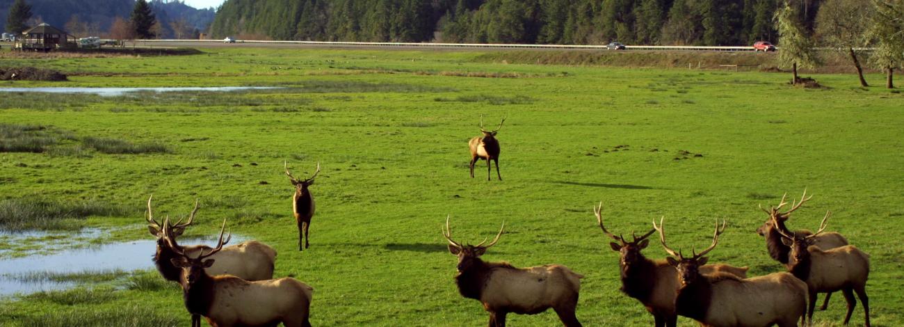 A group of elk grazing at Dean Creek Elk Viewing Area