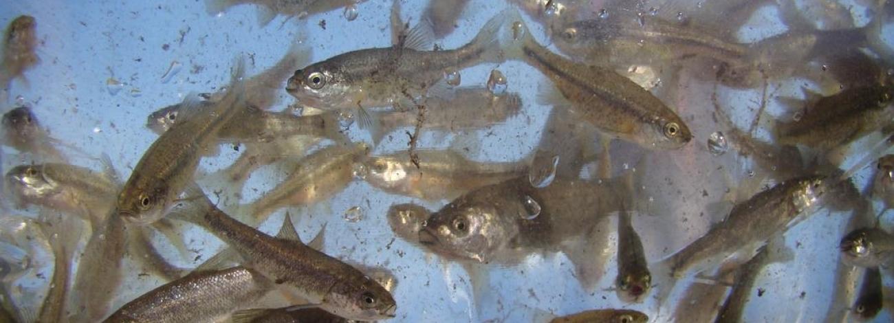A group of small fish swim closely together in clear water, their bodies visible from above with light reflecting off their scales.