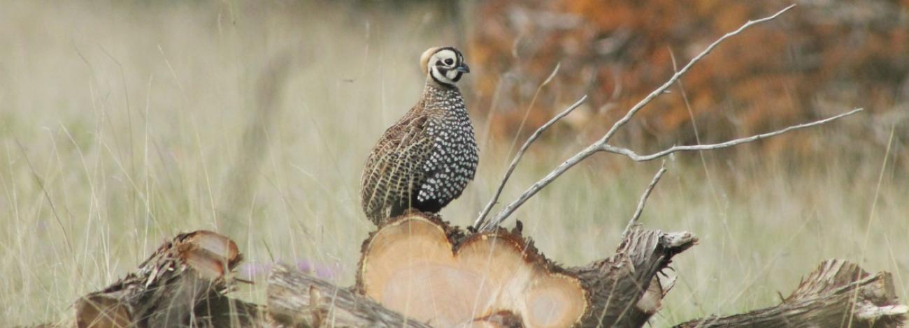 quail on a log