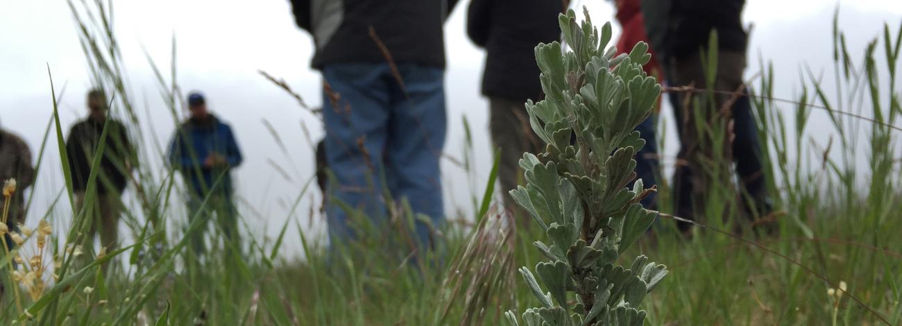 A close-up of a silvery-green sagebrush plant in a grassy field, with a group of people standing blurred in the background. The plant and surrounding grass are in sharp focus in the foreground, while the people, seen from the waist down or in soft focus, appear to be gathered in the field under a hazy sky.