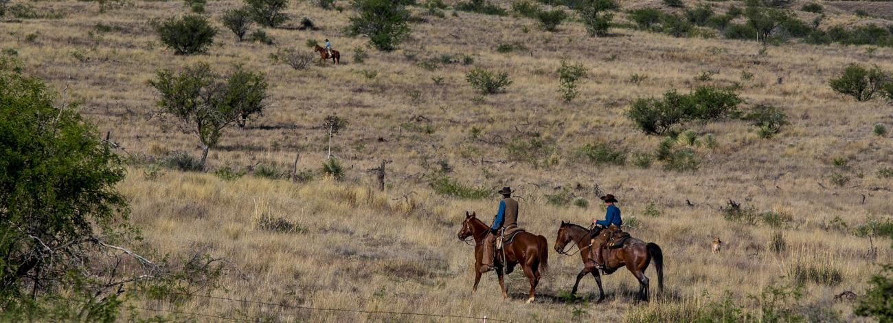 Rangeland in Arizona