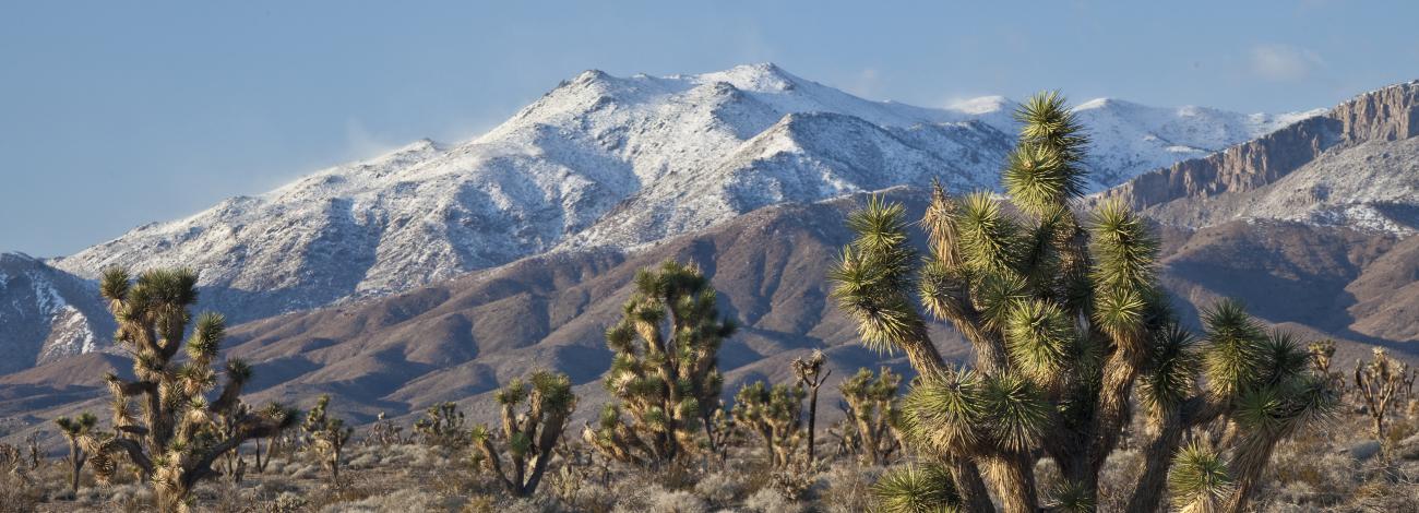 low desert with joshua tree in foreground and snowy mountains in the background 