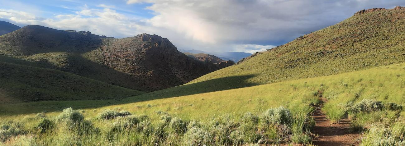 Trail running through mountain with wildflowers.