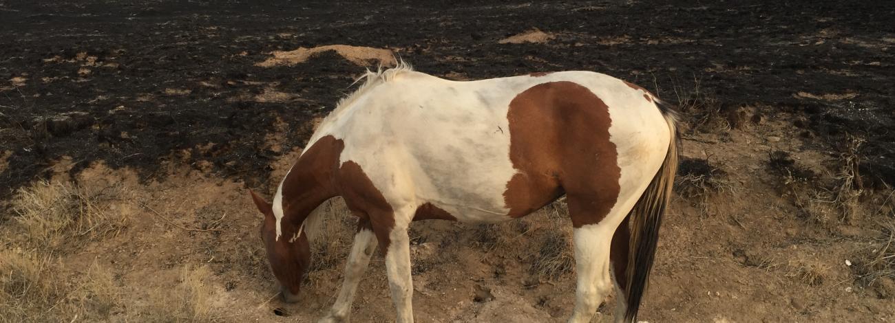 Wild horse on Sands Basin HMA