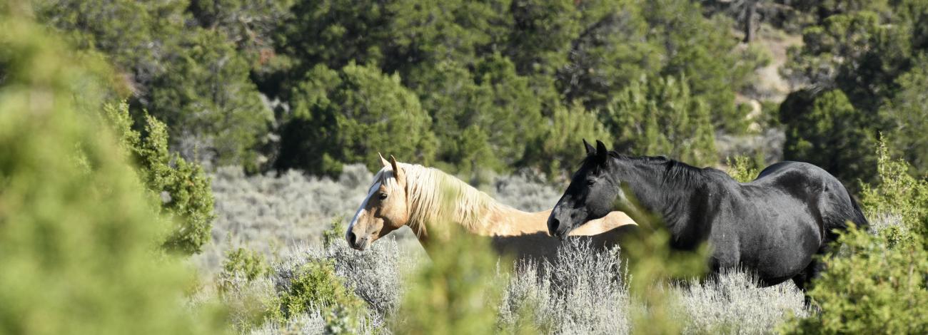 A beige wild horse stands in front of a black wild horse in the Little Book Cliffs Wild Horse Range Aug. 30, 2024.