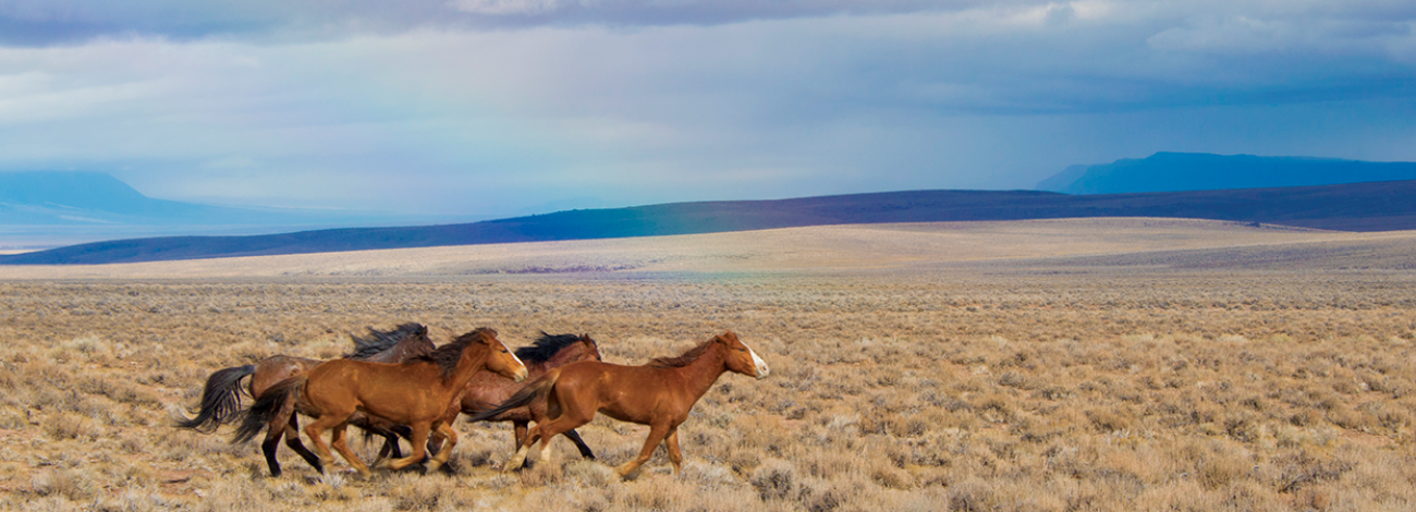 A group of horses running in sage brush. 