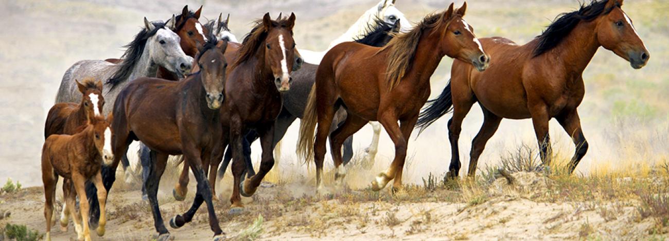 Horses running on a plain. 