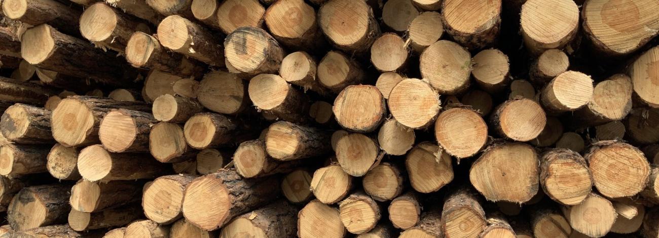 A pile of harvested logs neatly stacked together. 
