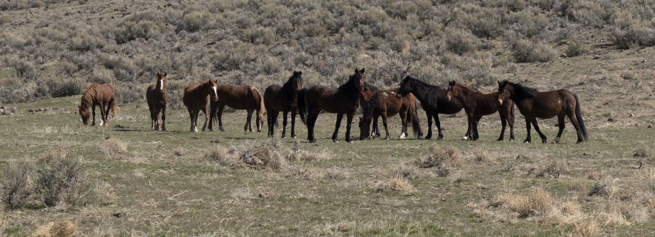 Wild horses grazing on public land in March 2024 at the Callaghan Complex in Lander County Nevada.