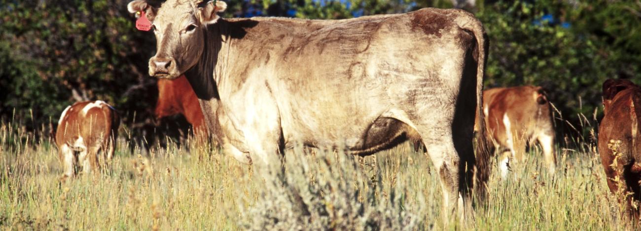 Light-brown cow with a red ear tag looks at the camera in a grassy field with other cattle.