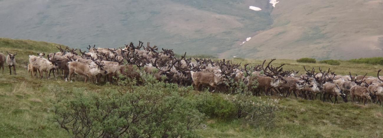 Reindeer graze across open tundra on the Seward Peninsula, Alaska.