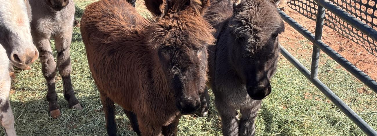 two burros standing in corral