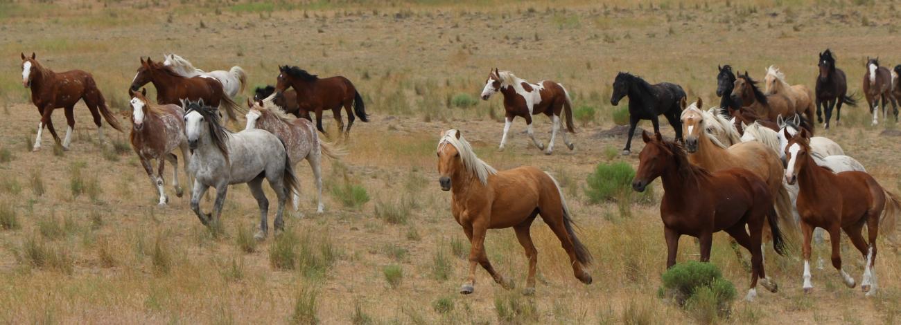 Saylor Creek wild horses