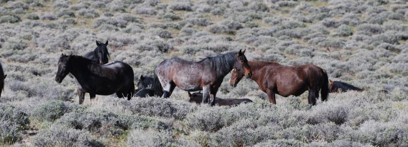 Seven wild horses standing in sagebrush out on the range of the Lahontan Herd Management Area.