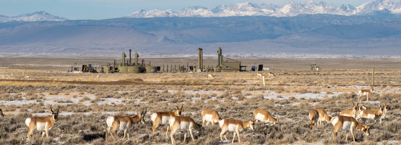 Pronghorn grazing alongside oil production in Wyoming. Photo: Tara Boucher