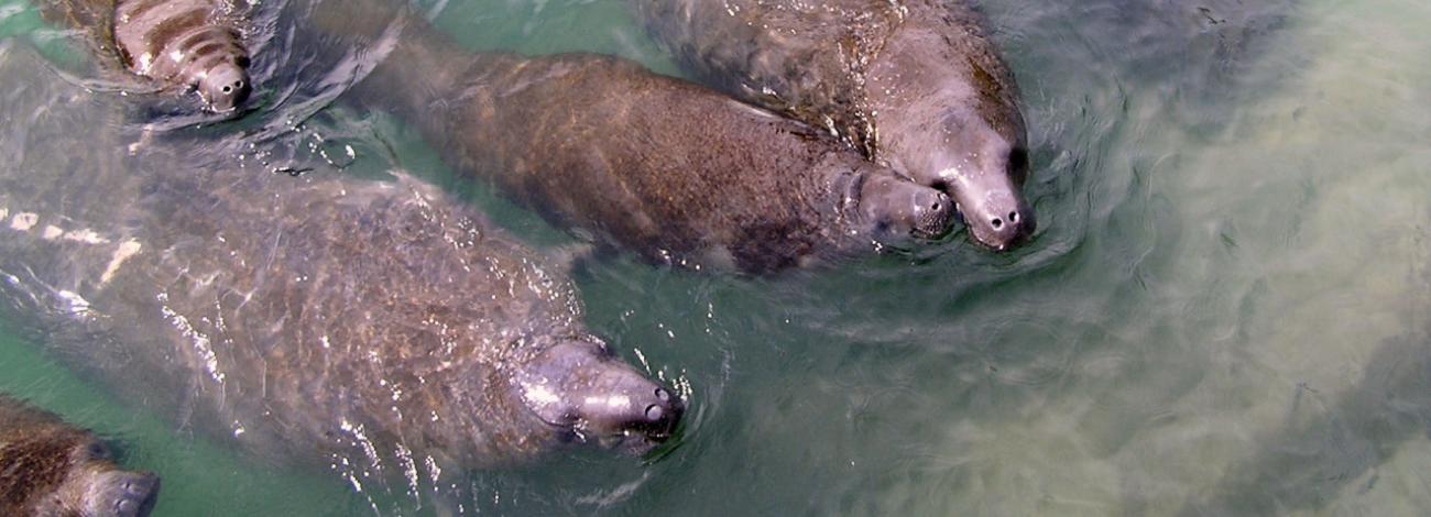 Four West Indian manatees swimming in shallow water
