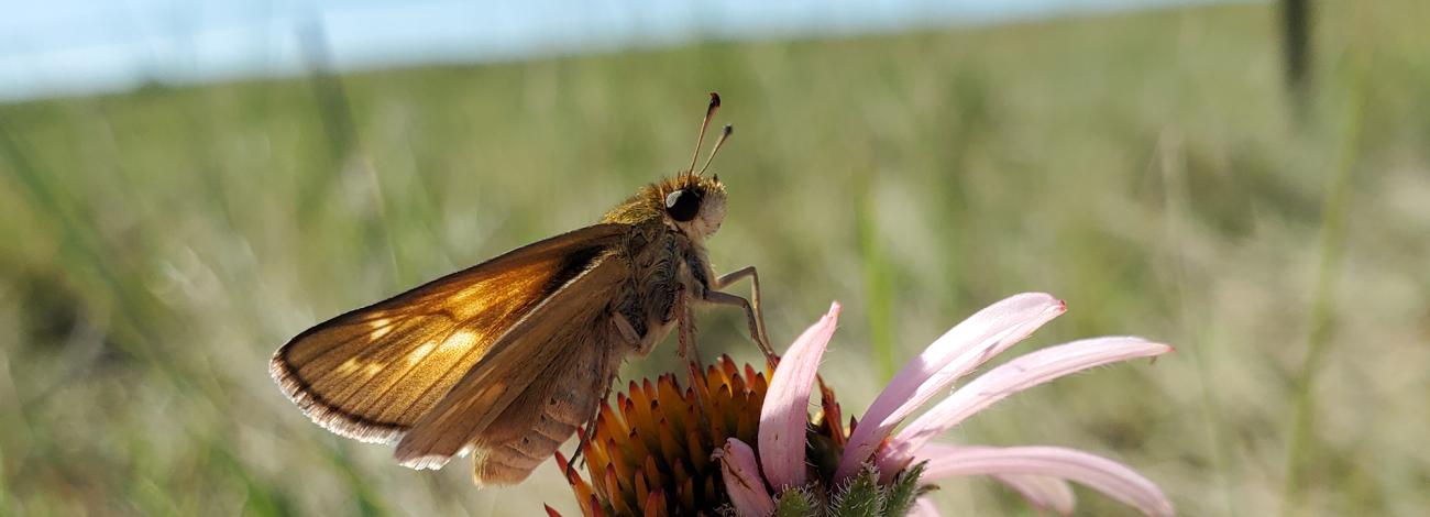 Dakota Skipper on a flower blossom