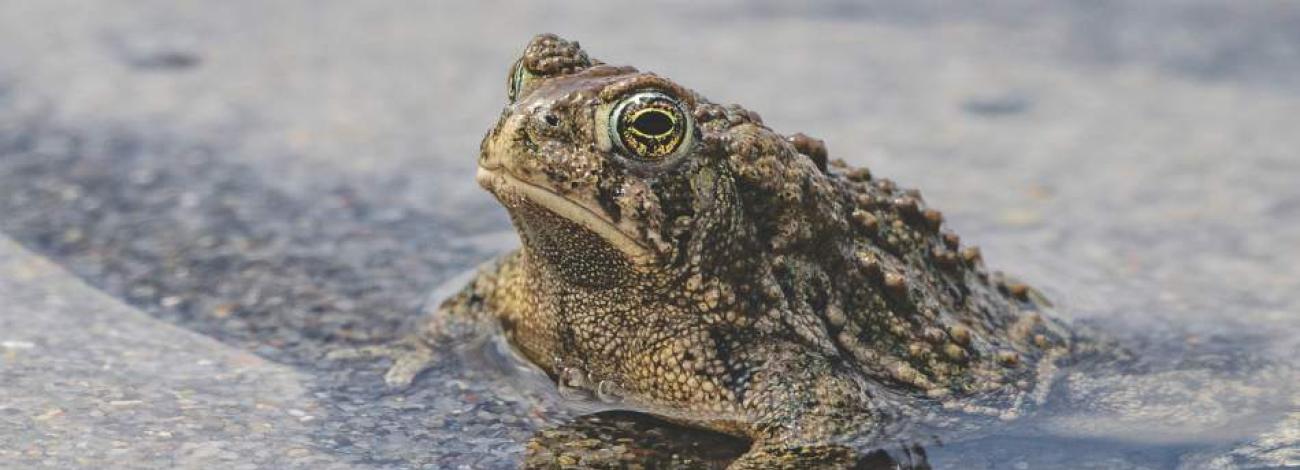 Wyoming toad siting at the edge of water