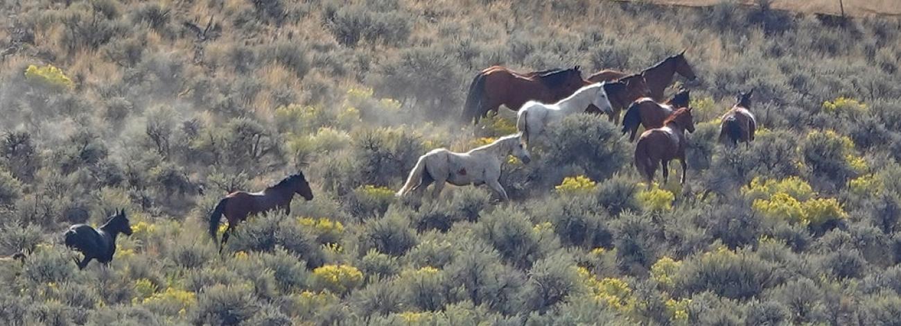 Challis wild horses are gathered in 2026