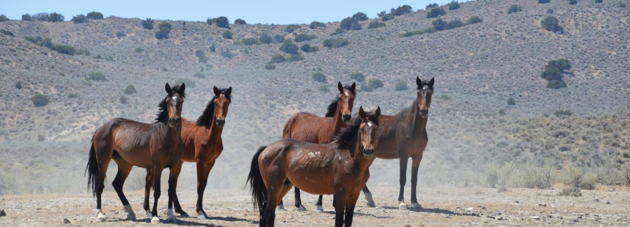 Four bay horses from the Jackson HMA