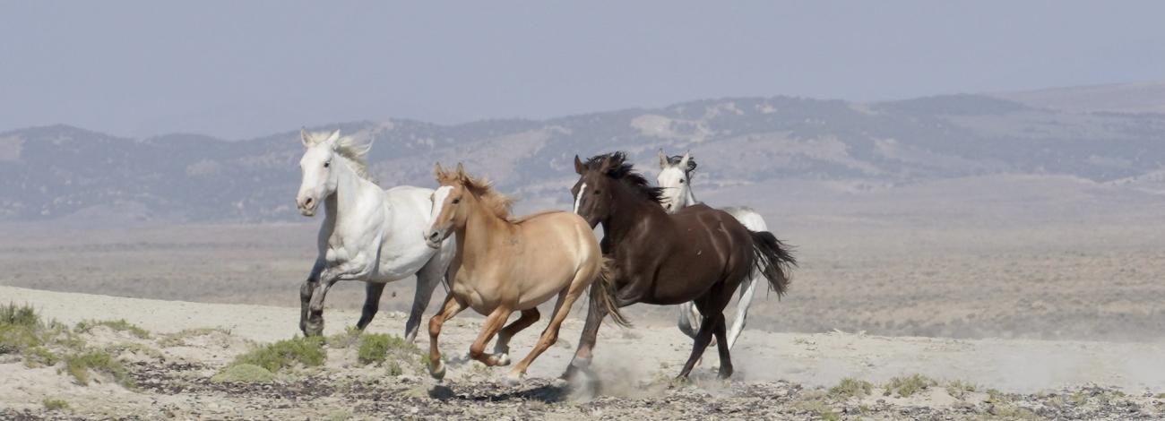Four wild horses galloping in the Sand Wash Basin Herd Management Area.