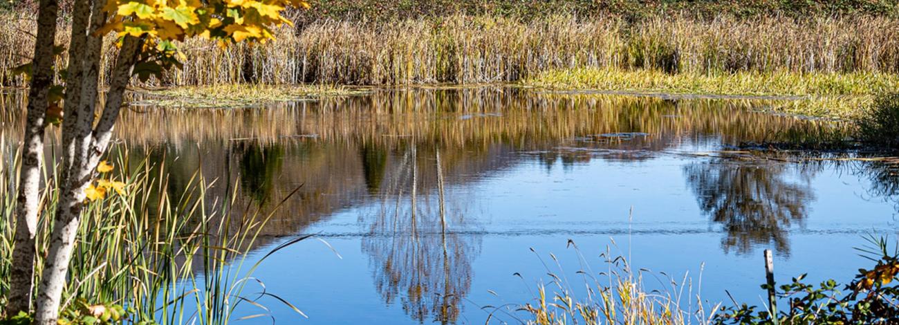 Calm pond bordered by tall autumn grasses and trees, with golden leaves in the foreground and reflections of surrounding foliage on the water.