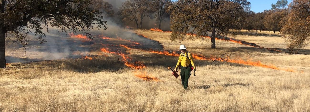 A fire fighter conducts a prescribed burn in dry grass.