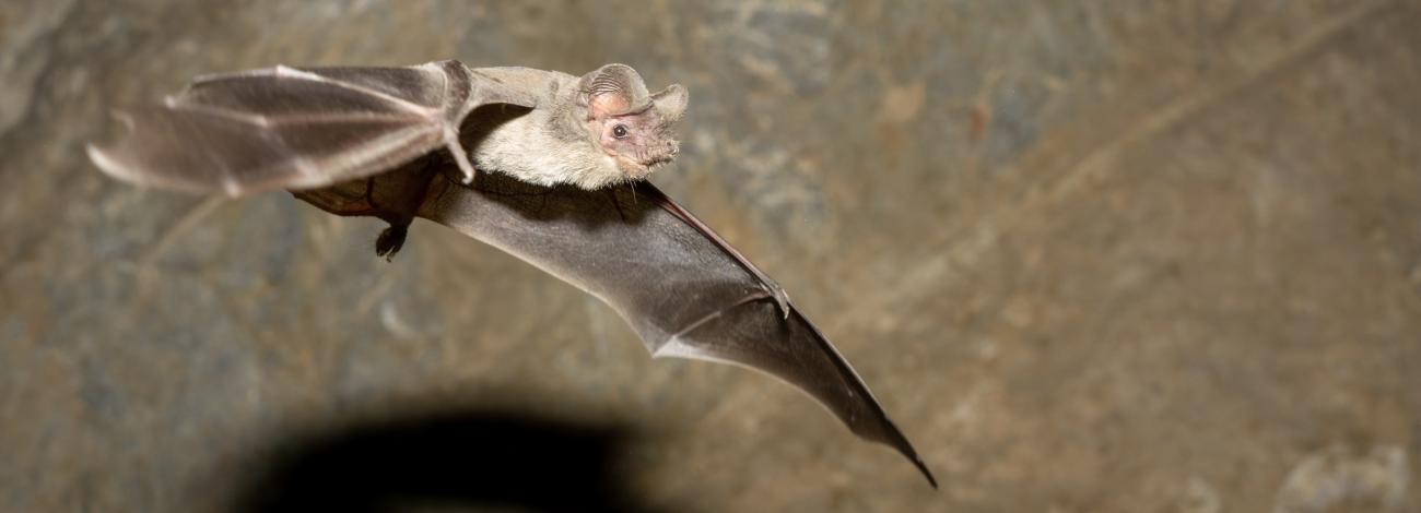 Close-up of a Mexican free-tailed bat flying inside a cave. The bat's wings are spread wide, showing the thin flight membranes, while the rocky cave wall appears softly blurred in the background. A dark shadow of the bat is visible below it.
