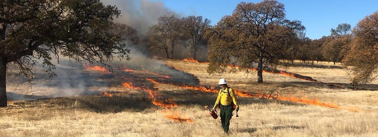 Wildland firefighter monitoring a prescribed burn in a grassy oak woodland