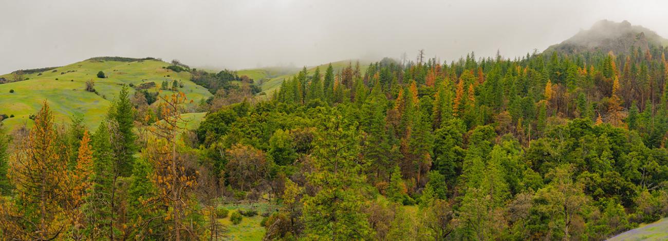 The ancient forests of the Yuki Wilderness.