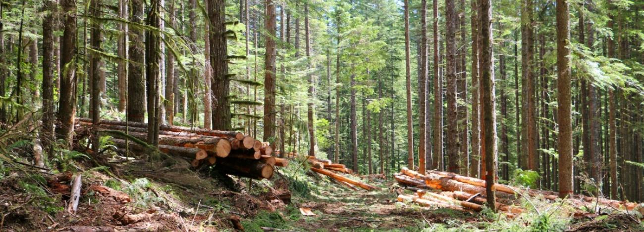 Freshly cut logs are stacked in piles on the forest floor of a dense evergreen forest.Freshly cut logs are stacked in piles on the forest floor of a dense evergreen forest. The tall, straight trees fill the scene, with green undergrowth and sunlight filtering through the canopy. The exposed log ends show pale, freshly cut wood.