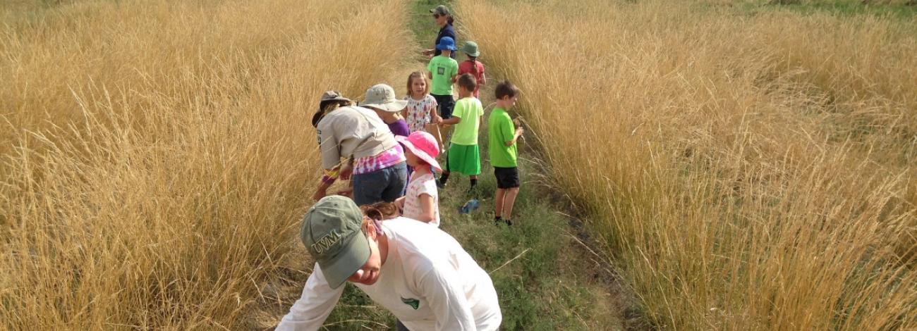 A group of children and adults walk together through a narrow path flanked by tall golden grasses, observing plants and the surrounding landscape during an outdoor educational activity.