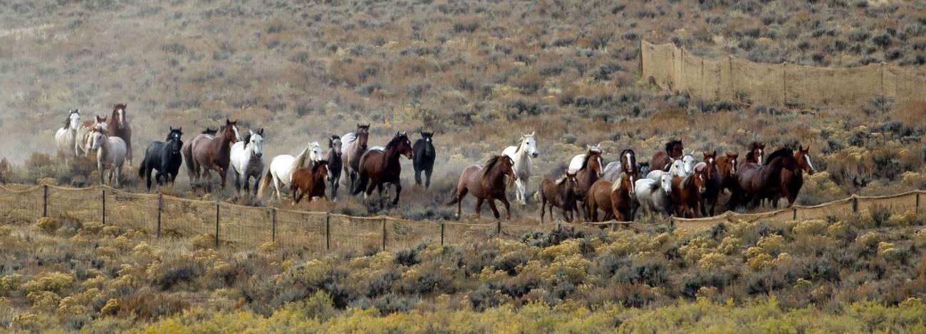 Horses running on a field. 