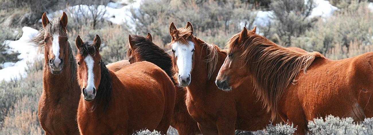 A group of five chestnut-colored wild horses stands together in a snowy landscape. Several have white blazes on their faces, and most look toward the camera. Behind them is sagebrush and patches of snow on the hillside.