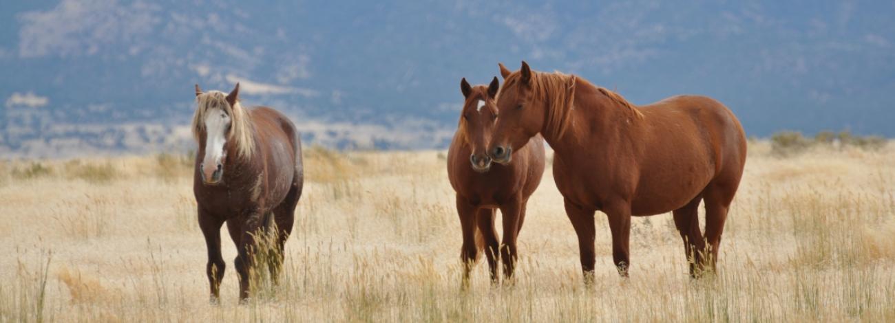 Three chestnut-colored wild horses stand in a field of tall, dry golden grass. The horse on the left has a flaxen mane and a white blaze on its face, while the two on the right stand close together. Hazy mountains rise in the background.