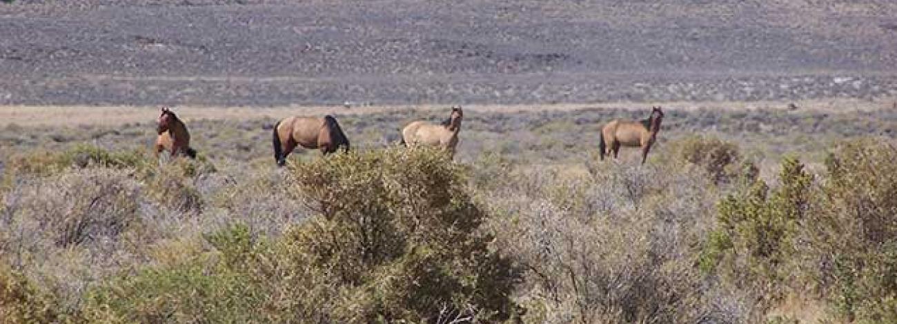 Four wild horses stand spaced apart in a wide, open desert landscape filled with sagebrush and low shrubs, with a barren hillside rising in the background.