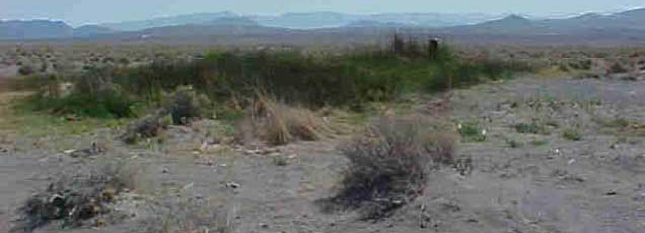 A dry desert plain with scattered low shrubs surrounds a dense patch of green vegetation in the center of the image. Mountains in soft blue tones rise in the distant background under a hazy sky.