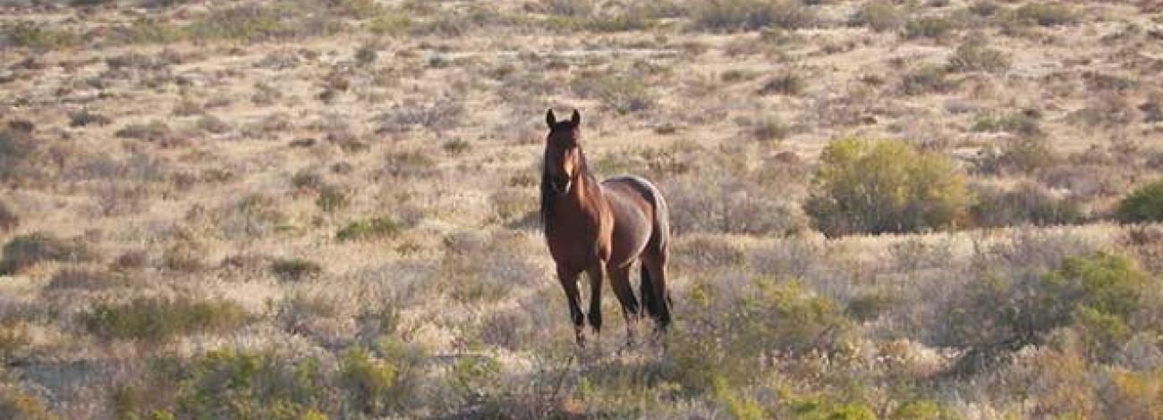 A lone brown horse stands in an open desert landscape filled with low shrubs and dry grasses, with gently rolling terrain stretching into the distance.